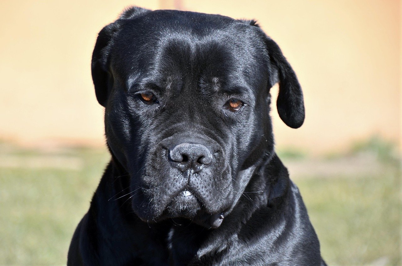 10 Cane Corso Instincts That Bond With a Confident Leader