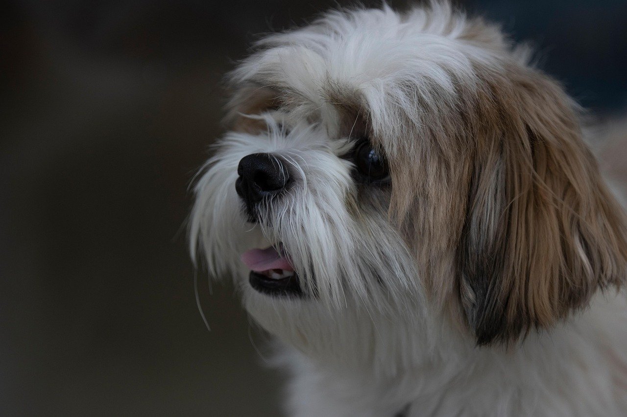 Shih Tzu (image credits: pixabay)