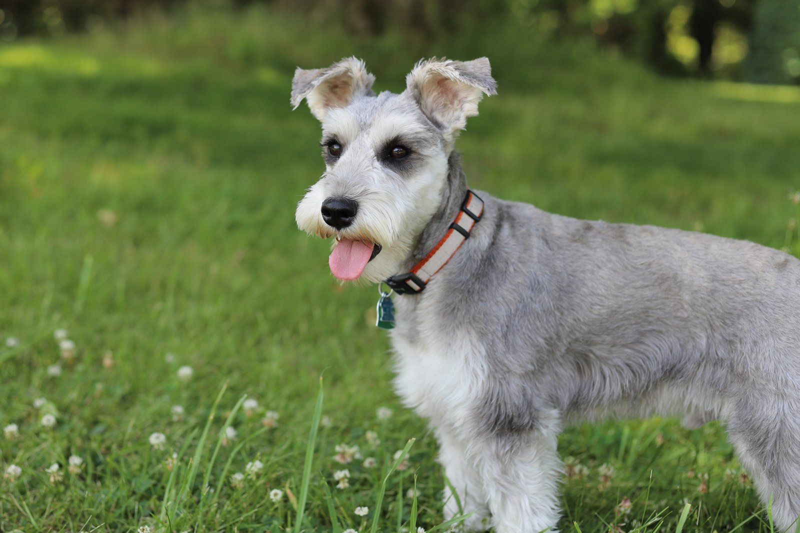 Miniature Schnauzer (image credits: wikimedia)