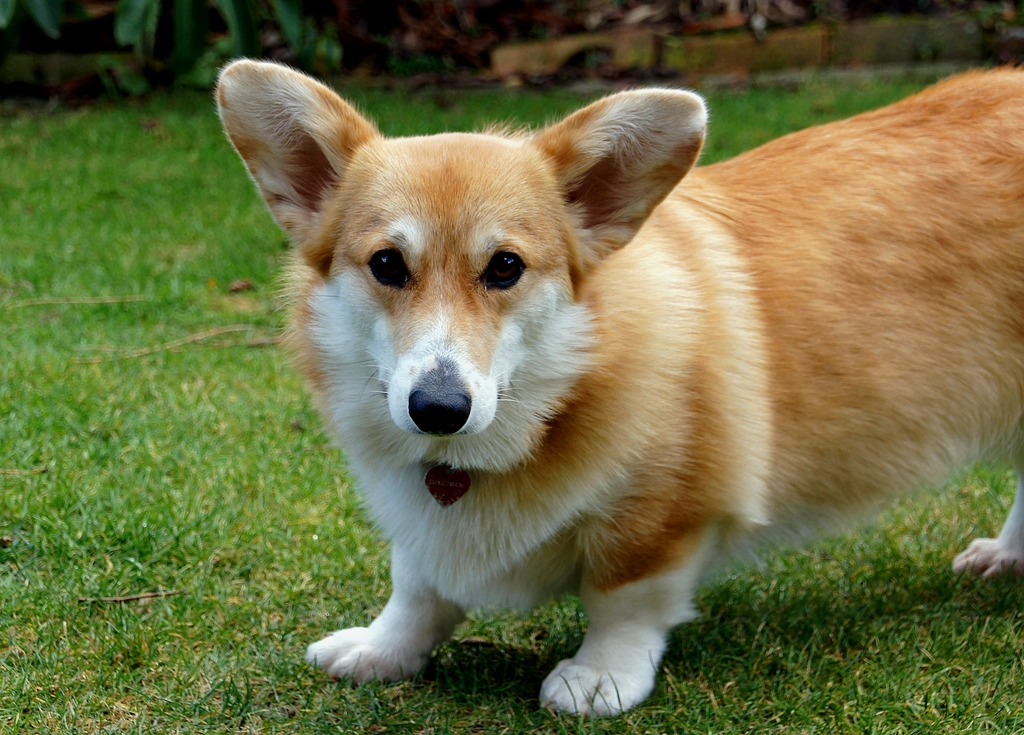 Welsh Corgi (image credits: rawpixel)