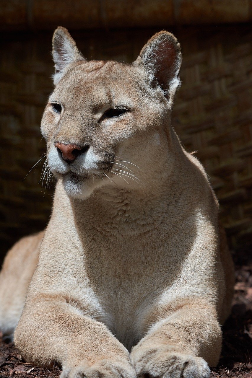 Conservation Efforts (image credits: pixabay)