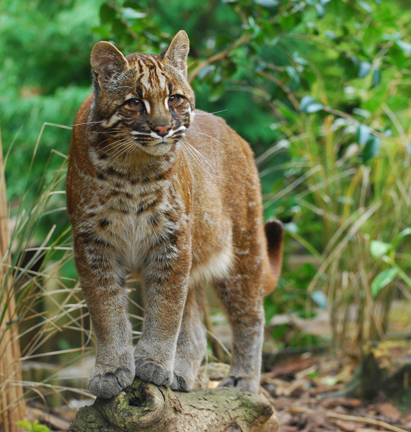 Asiatic Golden Cat (image credits: wikimedia)