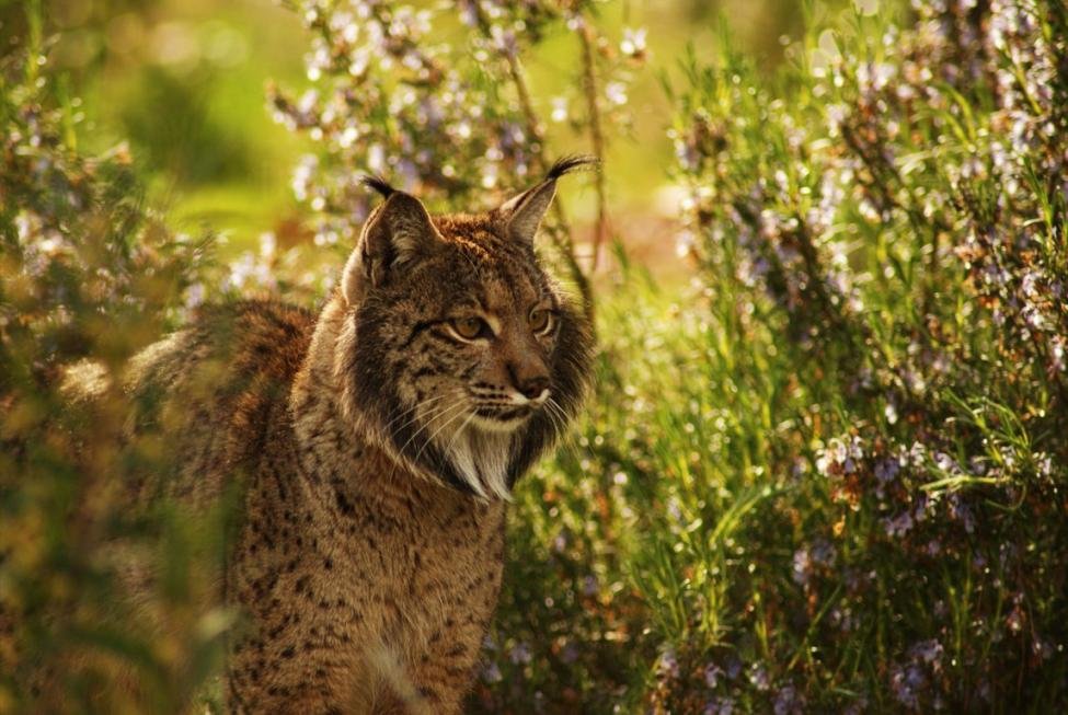 Iberian Lynx (image credits: wikimedia)