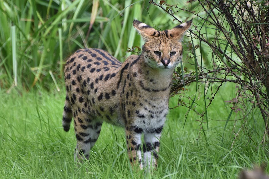Serval Cat (image credits: pexels)