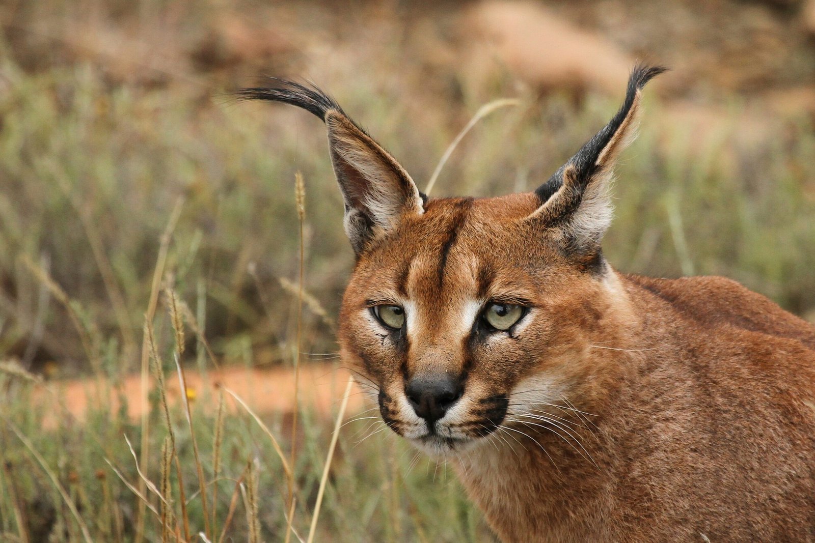 Caracal Cat (image credits: wikimedia)