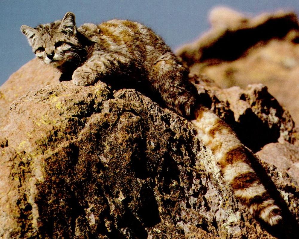 Andean Mountain Cat (image credits: wikimedia)