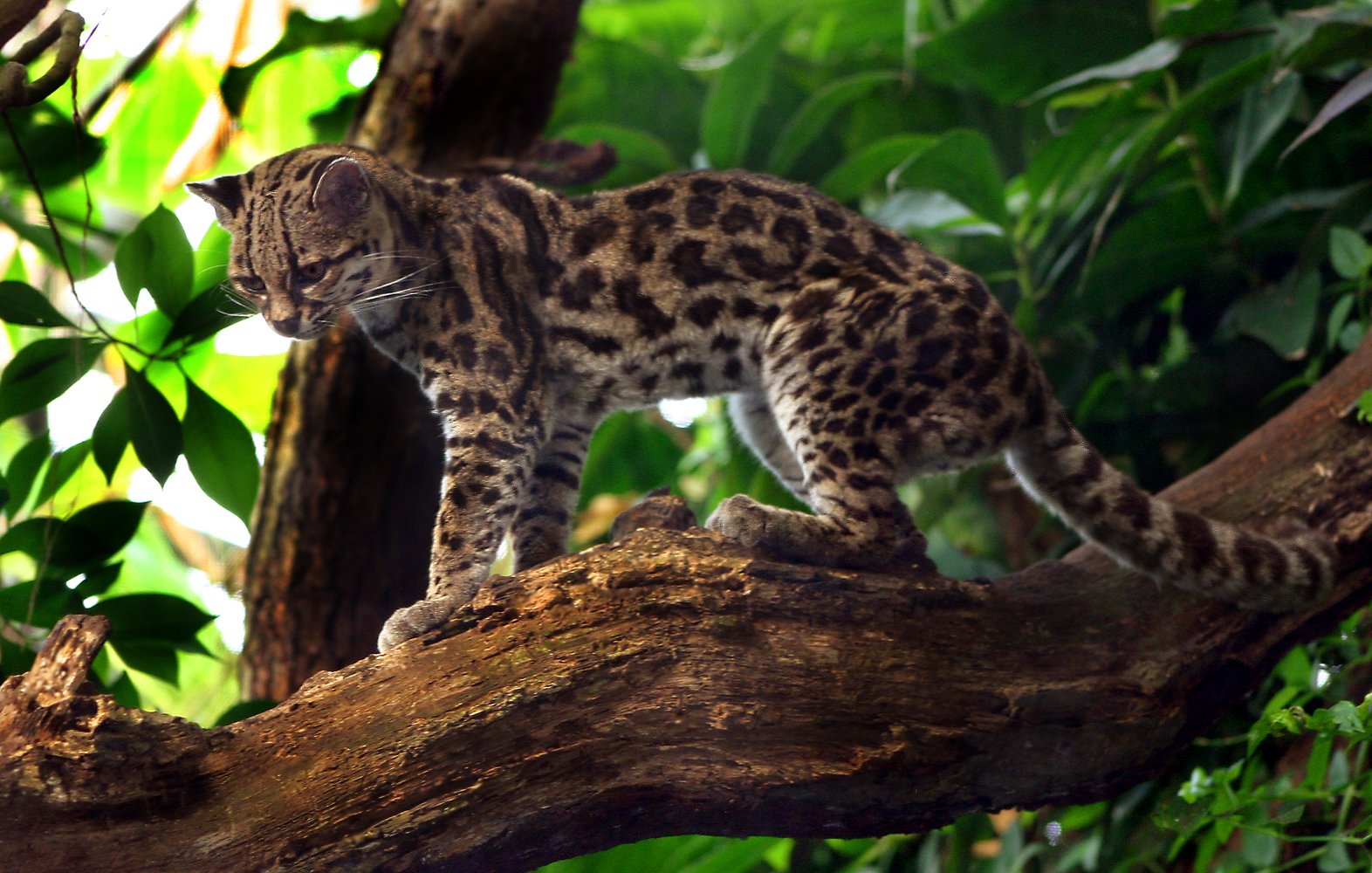Margay Cat (image credits: wikimedia)