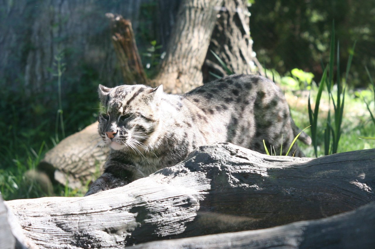 Fishing Cat (image credits: wikimedia)