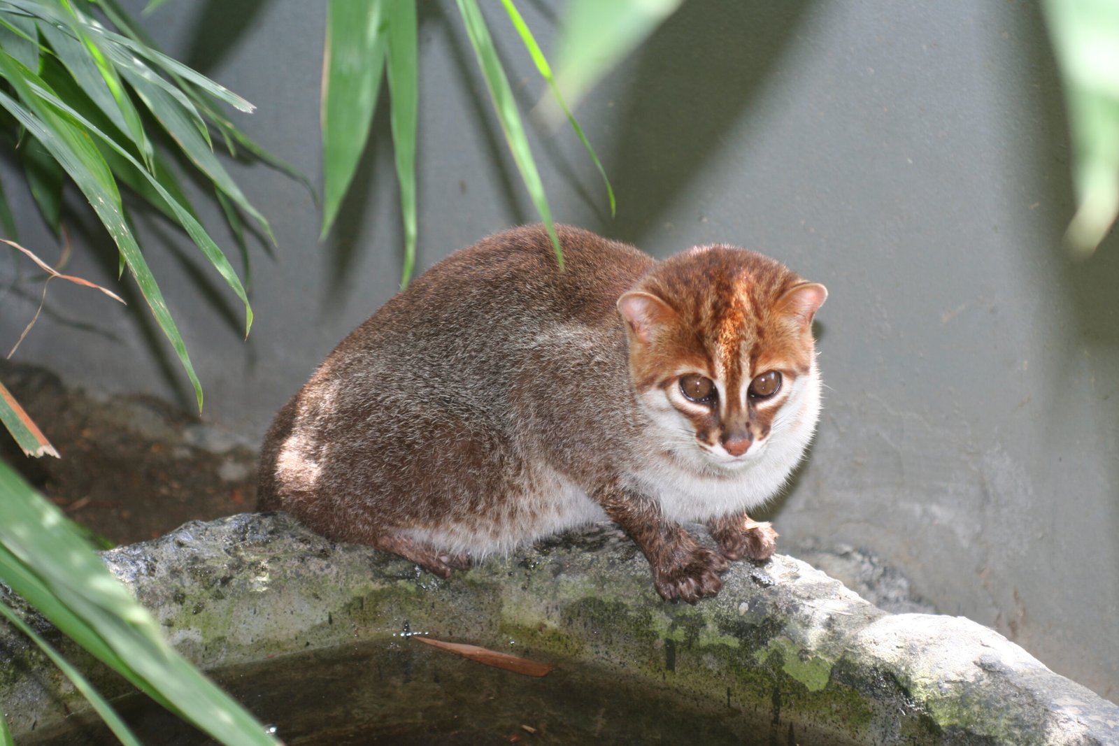 Flat-headed Cat (image credits: wikimedia)