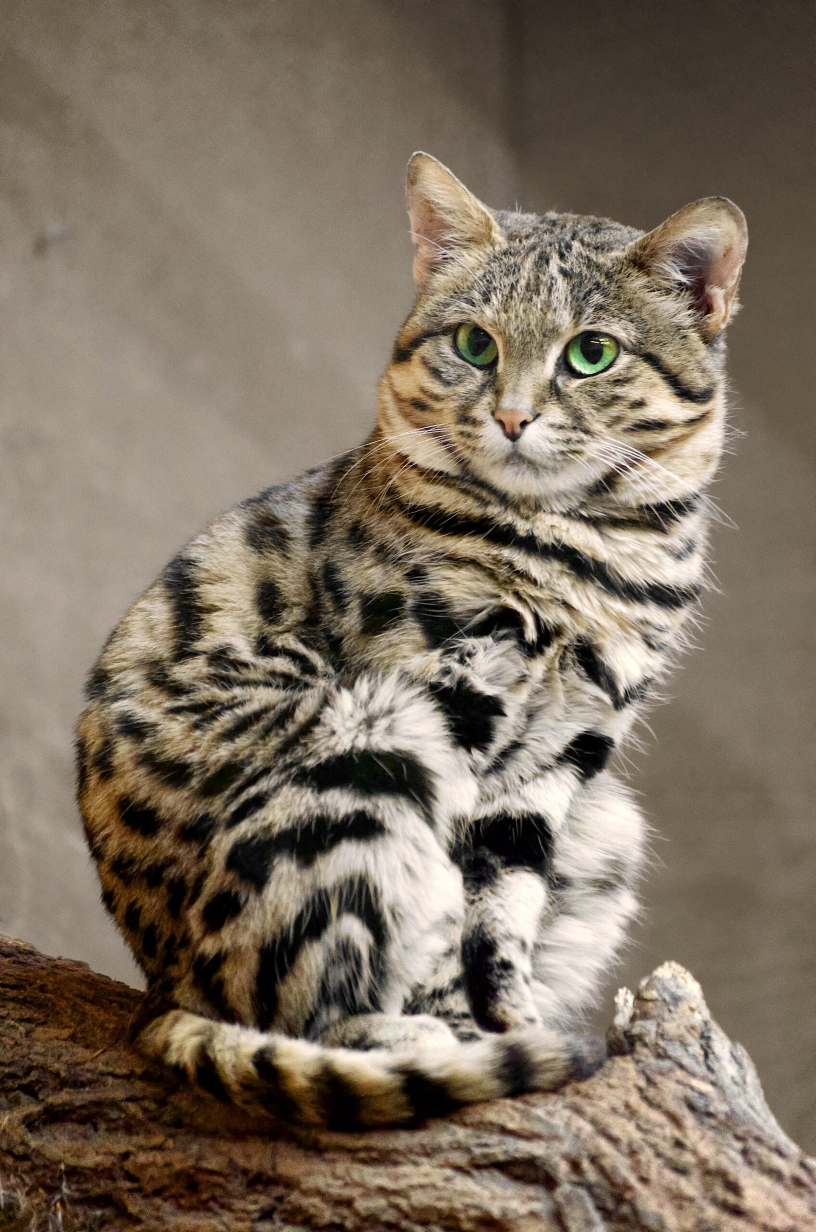 Black-footed Cat (image credits: wikimedia)