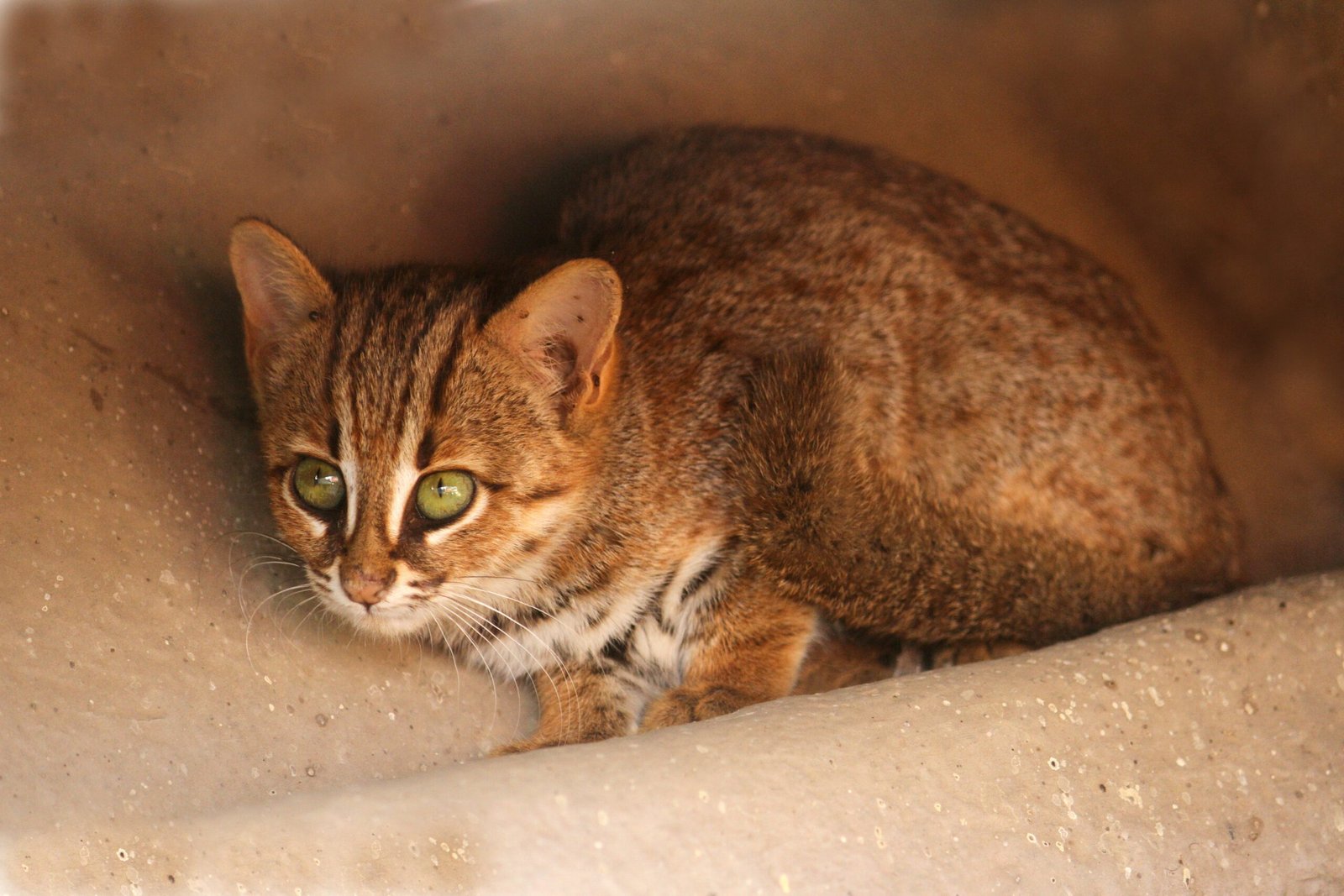 Rusty-spotted Cat (image credits: wikimedia)