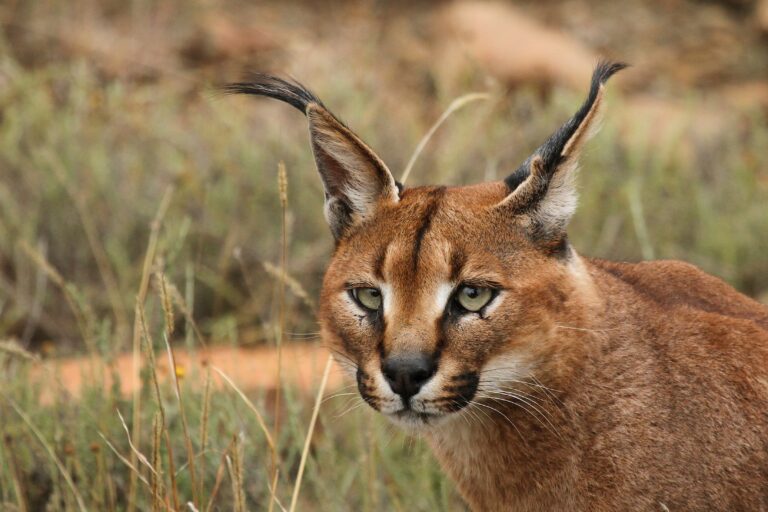 10 Wildcat Species Fighting for Survival in Their Disappearing Habitats