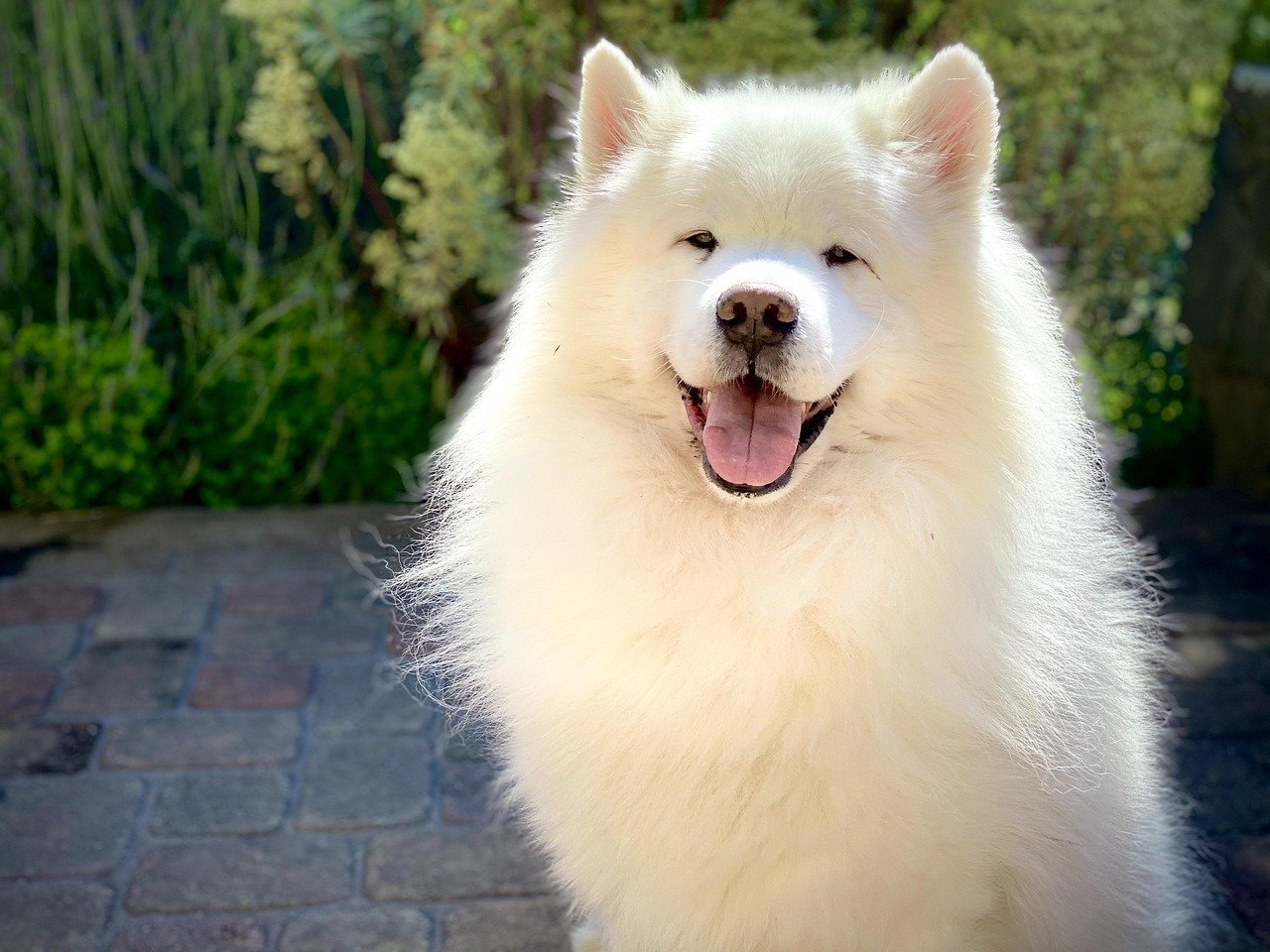 A Samoyed's Diet: Fueling Their Energy (image credits: pixabay)