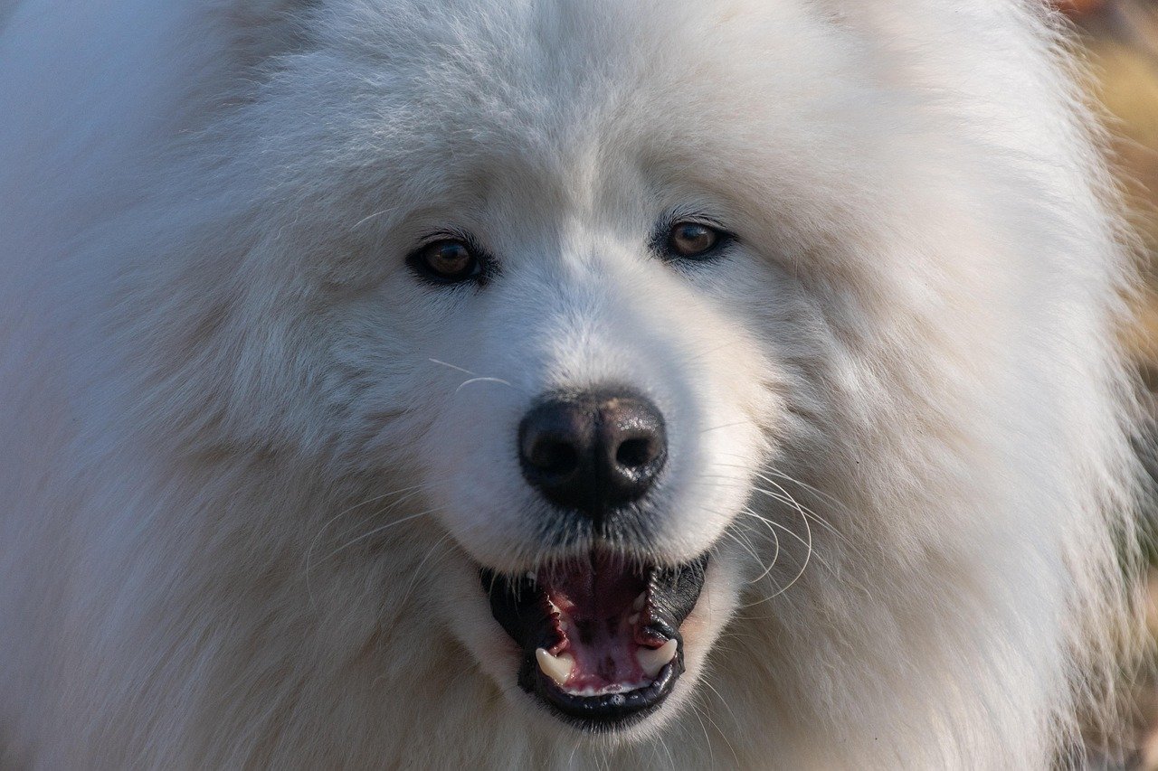 Samoyeds and Their Vocal Nature (image credits: pixabay)