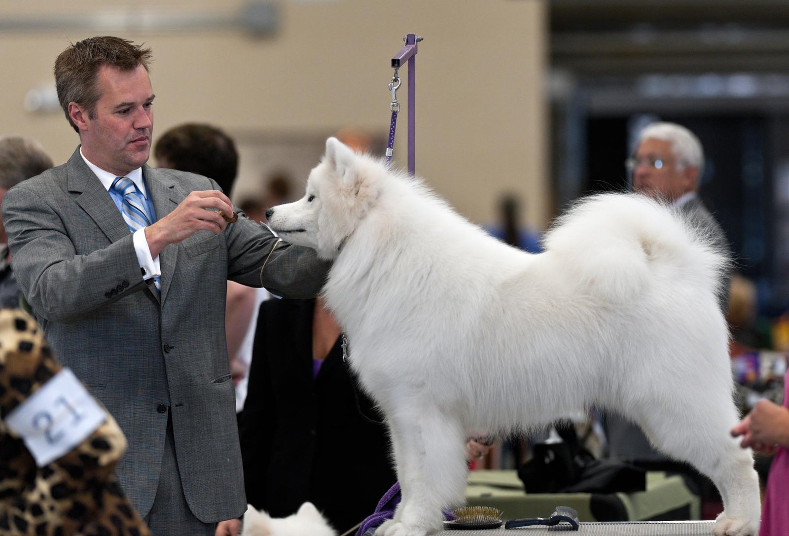Samoyeds in Competitive Sports (image credits: wikimedia)