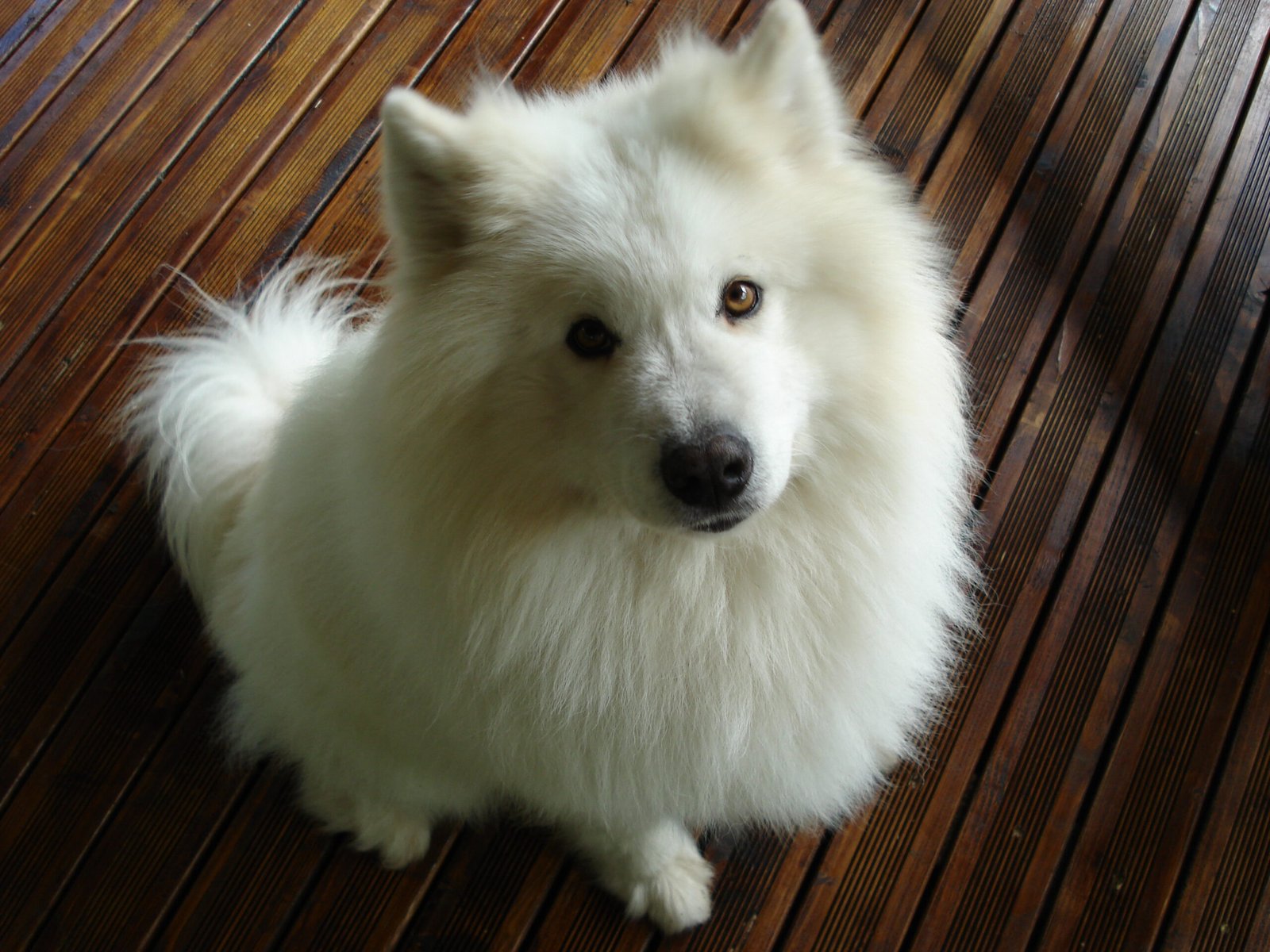 The Unforgettable Bond with a Samoyed (image credits: wikimedia)