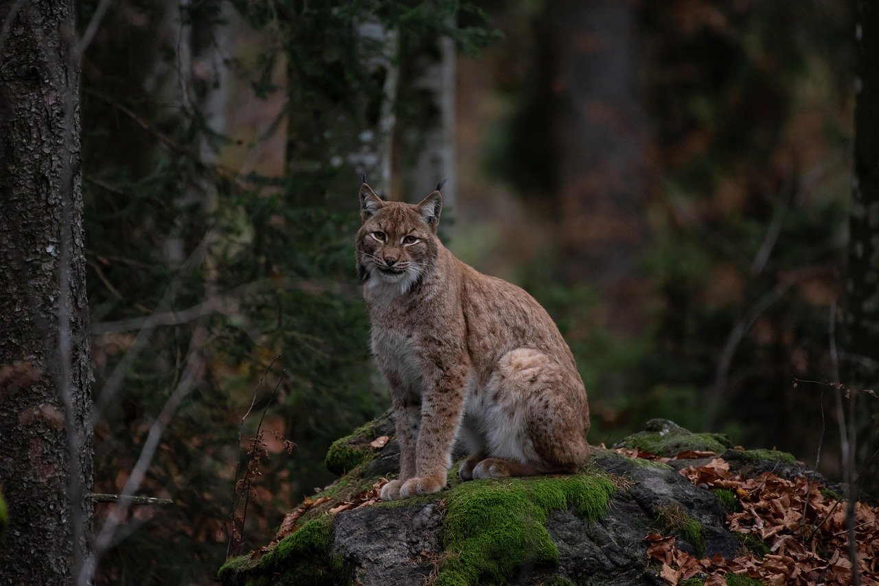 Understanding the Bobcat's Nature and Adaptability (image credits: pixabay)