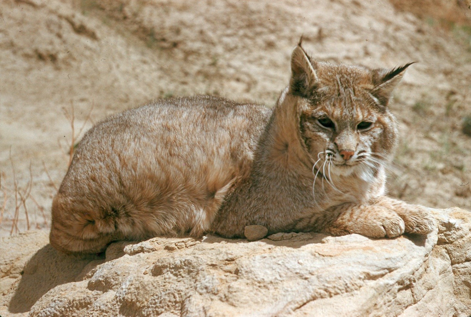 The Bobcat's Diet: A Key to Coexistence (image credits: wikimedia)