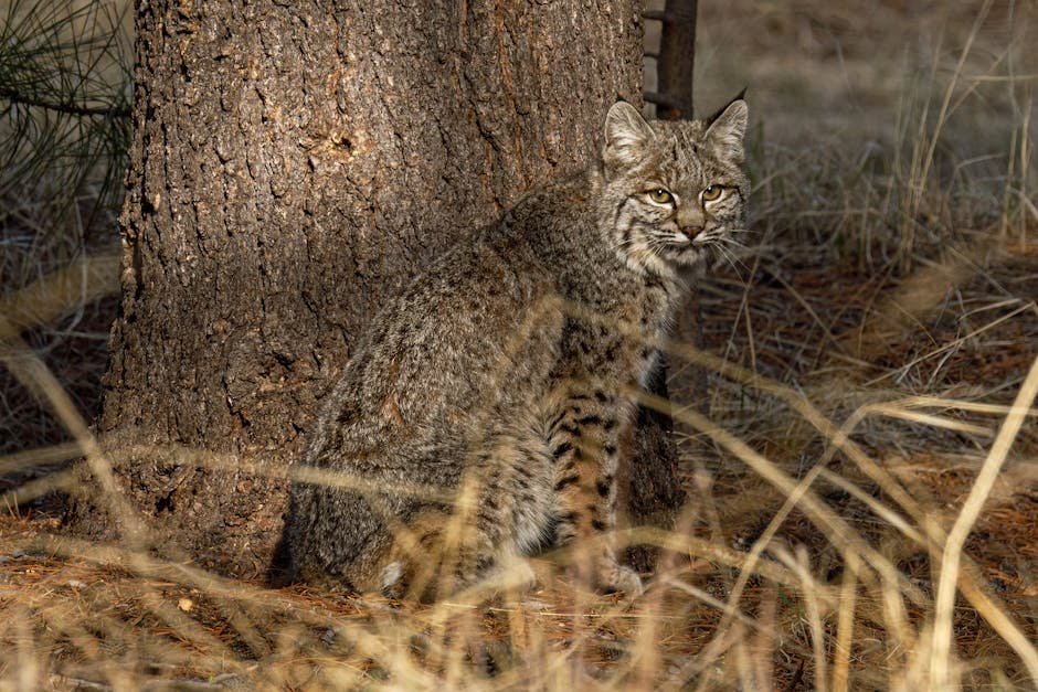 Challenges and Conservation Efforts (image credits: pexels)