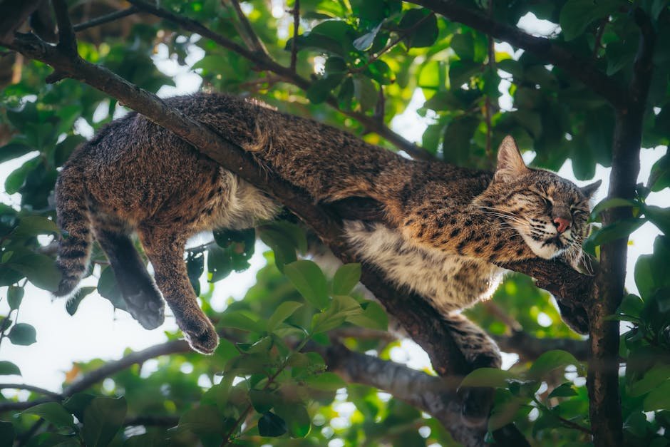 Bobcats and the Ecosystem: A Delicate Balance (image credits: pexels)