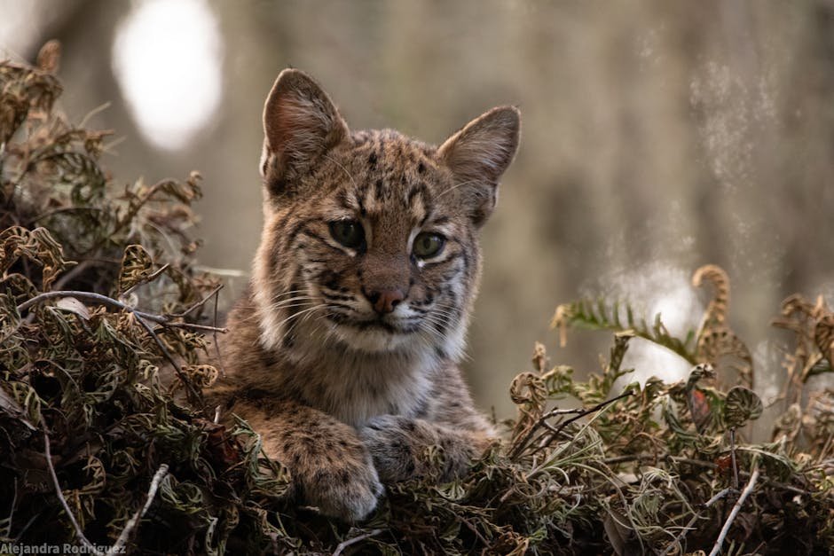 The Future of Bobcats Near Humans (image credits: pexels)
