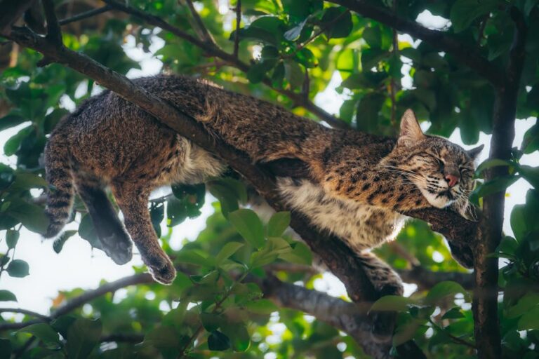 Bobcats Next Door: Why These Wild Cats Thrive Near Humans