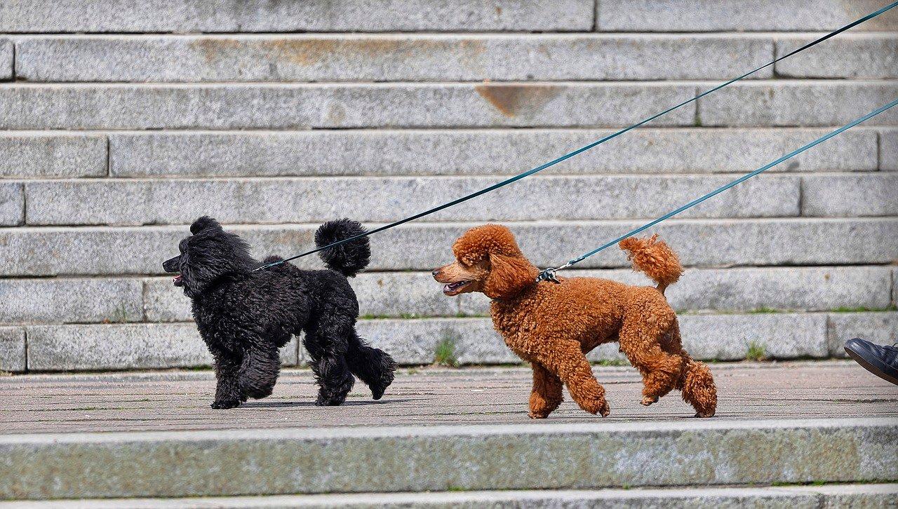 Leash Pulling: How to Prevent Dog Walks Turning into a Tug-of-War