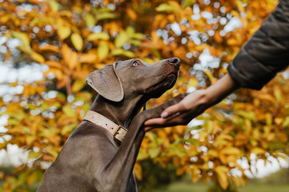 Strong Bonding Needs (image credits: pexels)