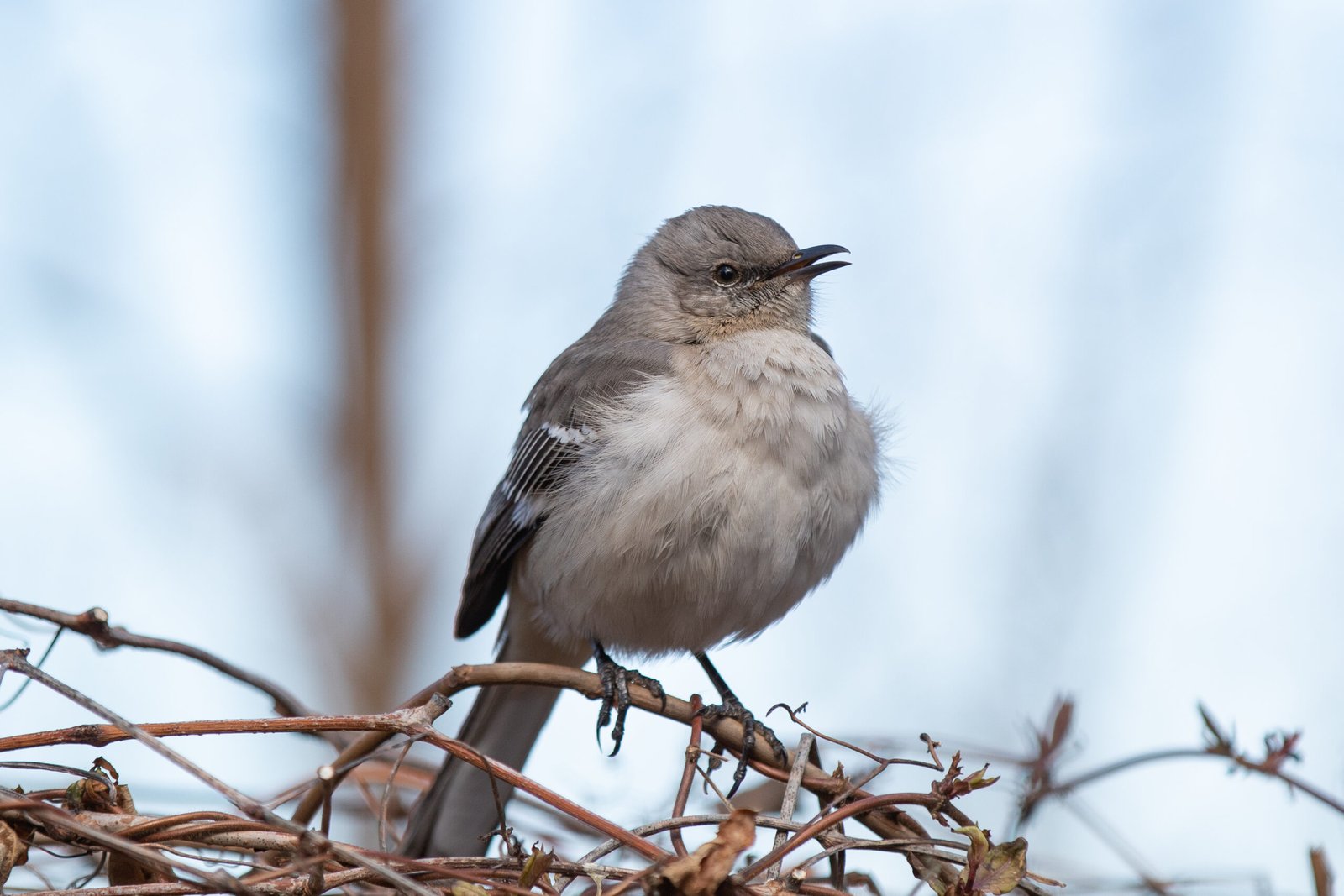 The Melodious Mockingbird (image credits: wikimedia)