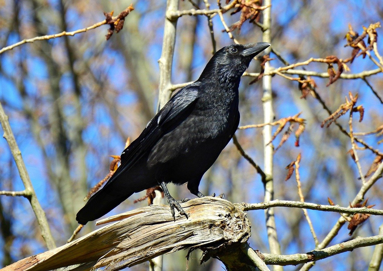 The Cunning Crow (image credits: pixabay)