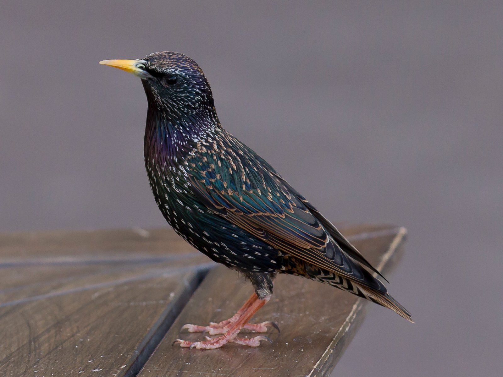 The Enchanting European Starling (image credits: wikimedia)