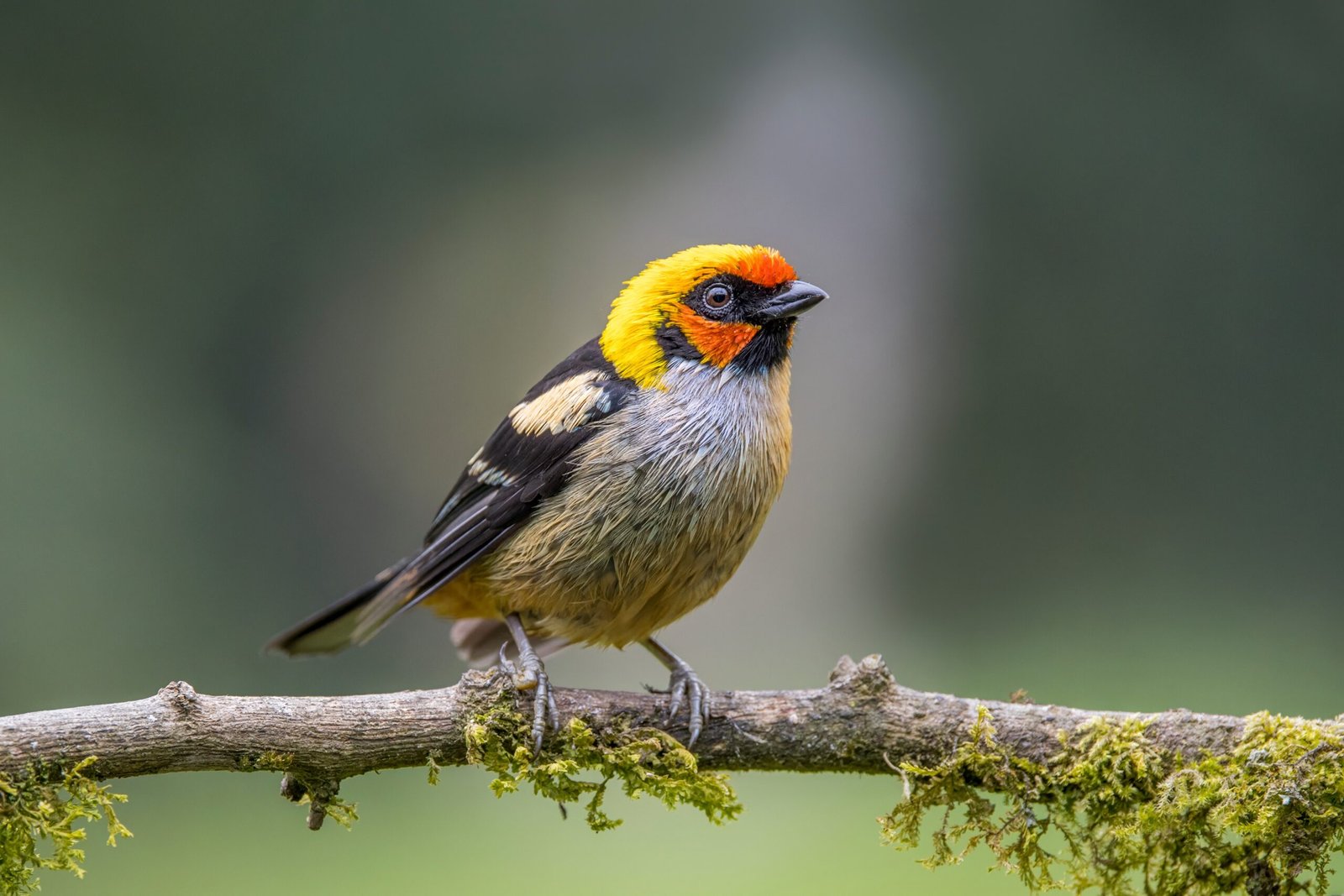 The Talented Tanager (image credits: wikimedia)