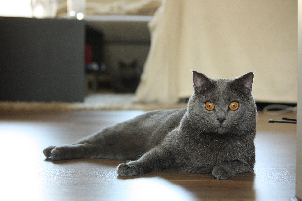 8. The Casual Chartreux (image credits: pixabay)