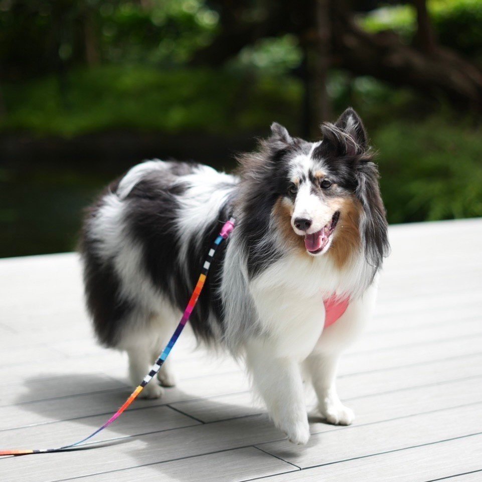 Unveiling the Intelligence of Shelties (image credits: wikimedia)
