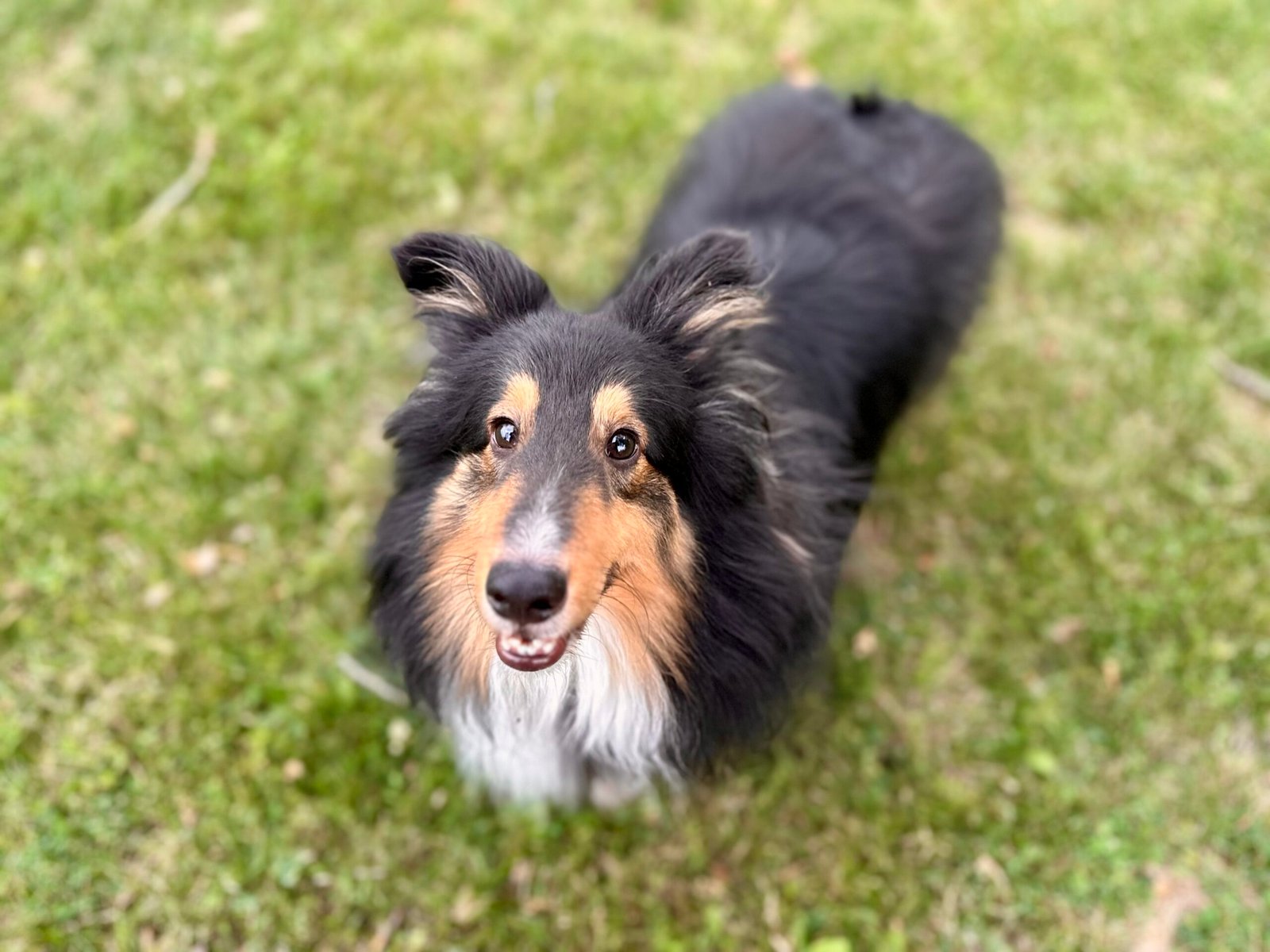Choosing the Right Shetland Sheepdog for You (image credits: wikimedia)