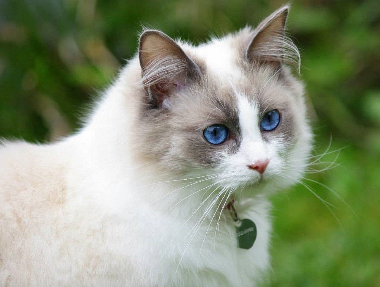 Ragdoll: The Floppy Companion (image credits: pixabay)