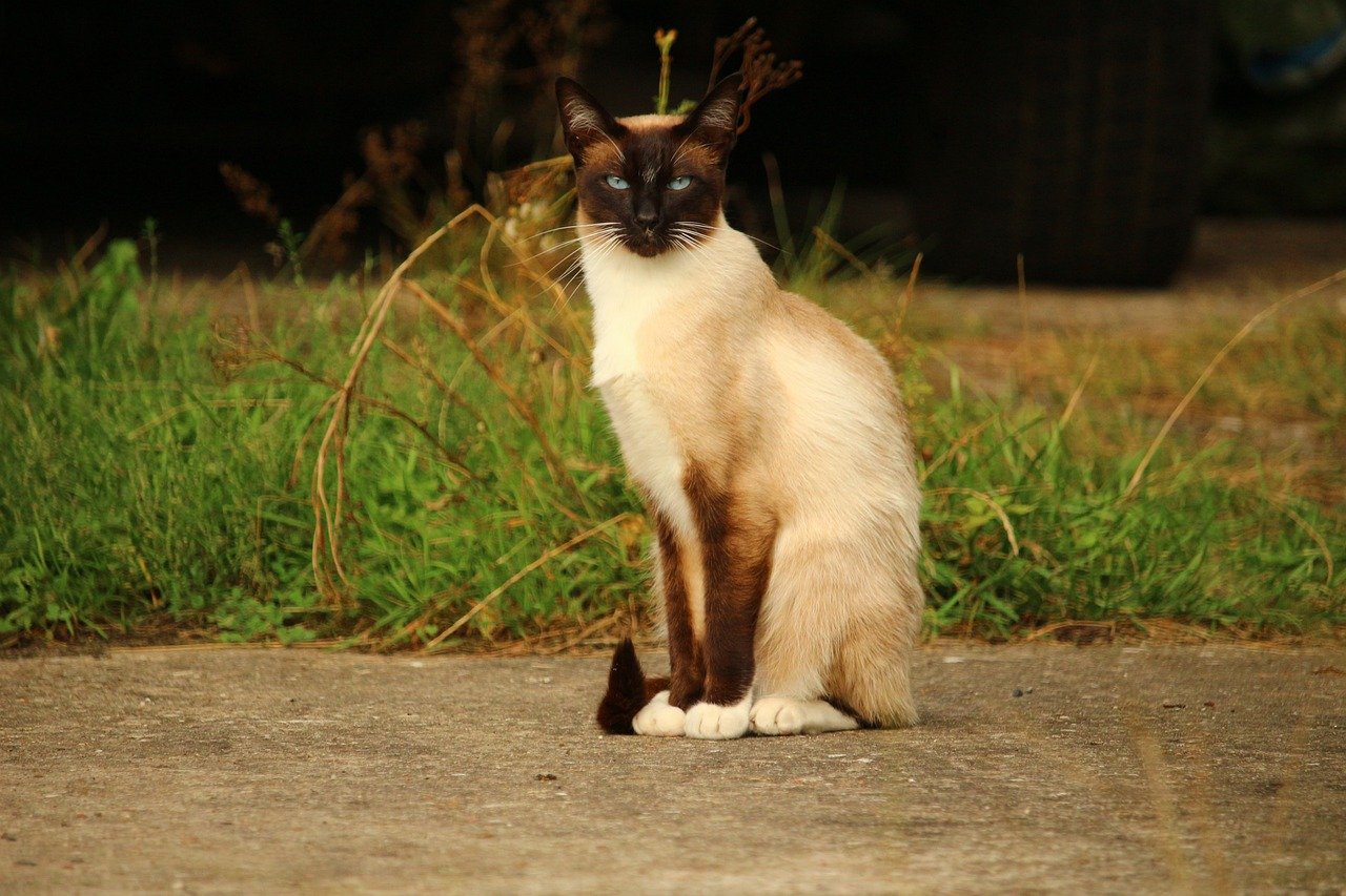 Siamese: The Chatty Charmer (image credits: pixabay)