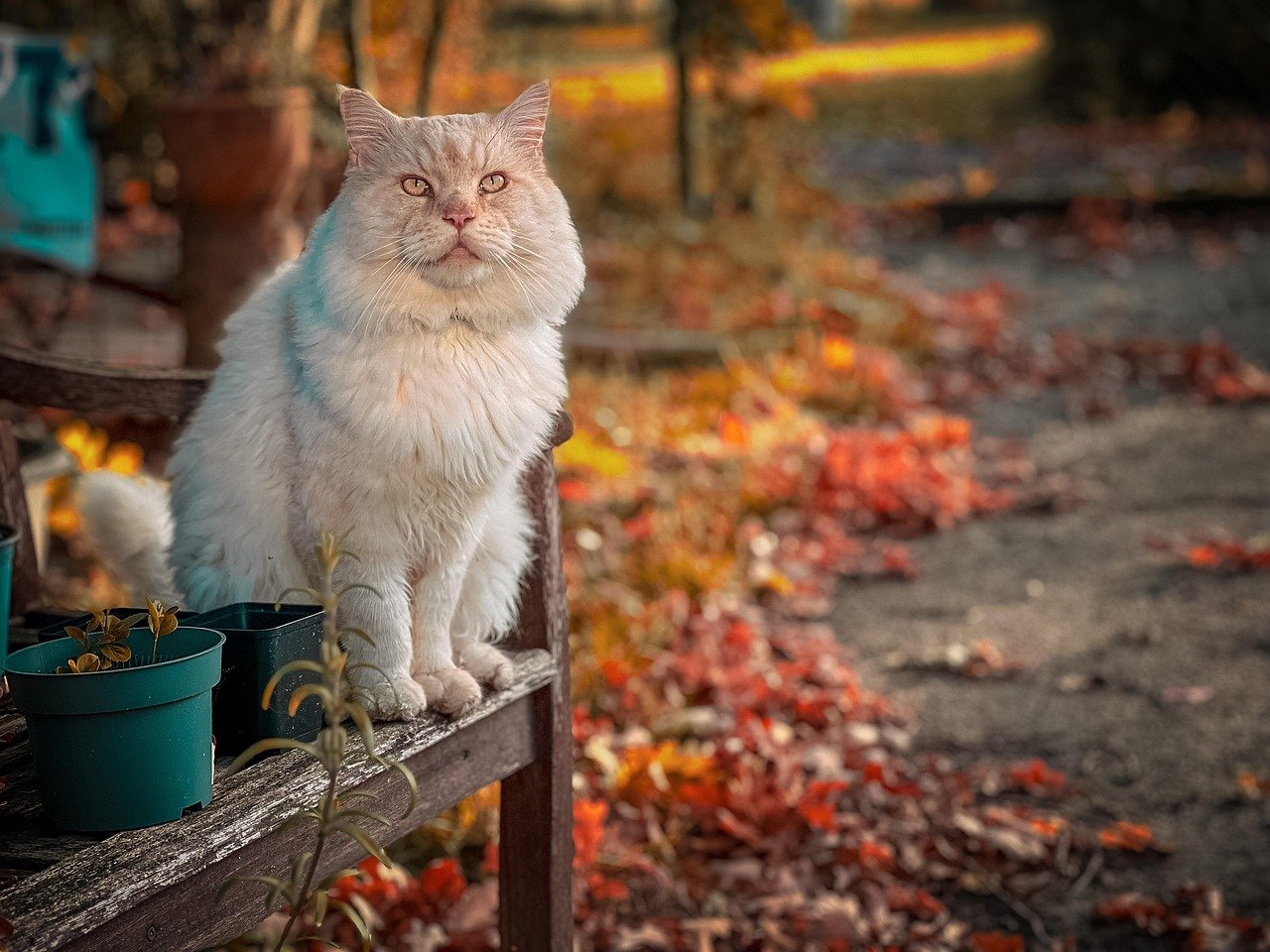 Maine Coon: The Gentle Giant (image credits: pixabay)