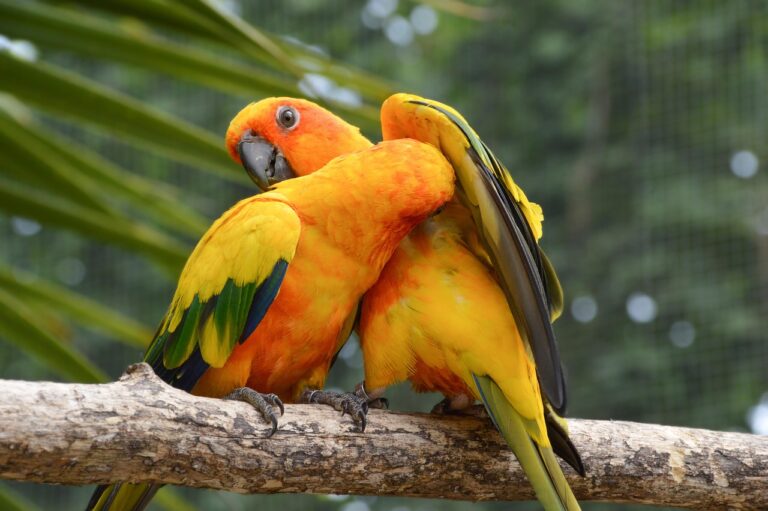8 Pet Birds That Demand More Attention Than A Dog