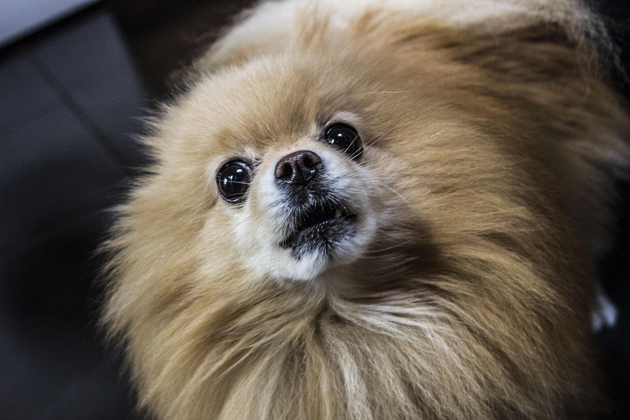How to Deal With Dog Aggression Toward Strangers While on Walks