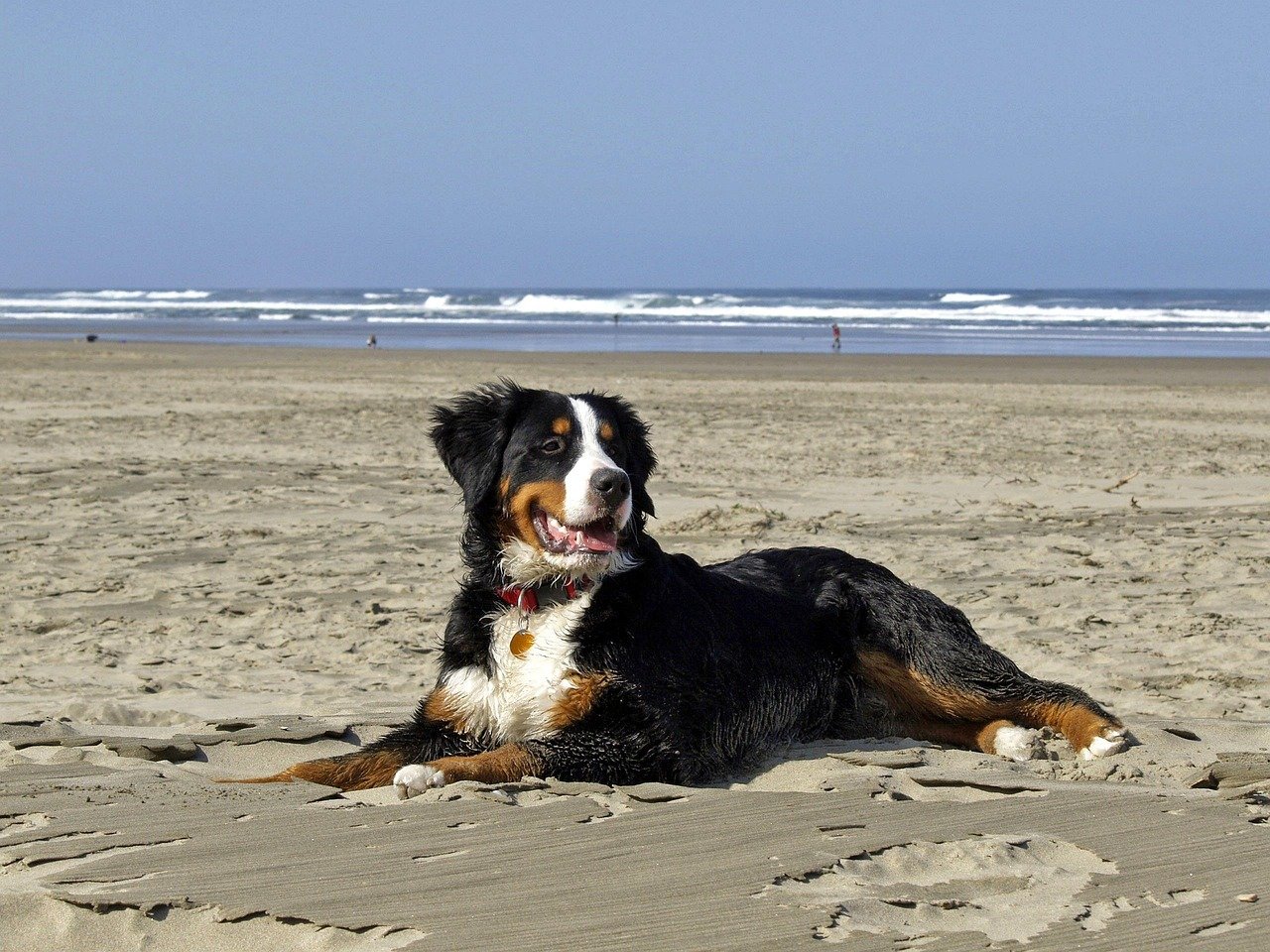 Bernese Mountain Dog: The Loyal Companion (image credits: pixabay)
