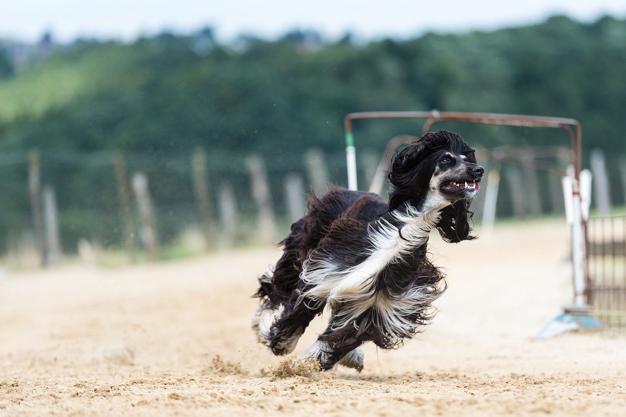Afghan Hound: The Elegant Nomads (image credits: pixabay)