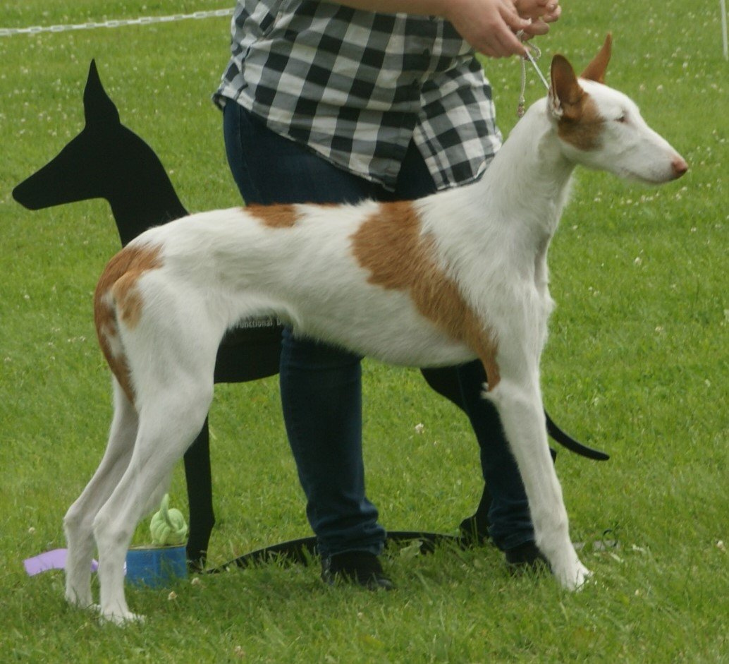 Ibizan Hound: The Agile Hunters (image credits: wikimedia)