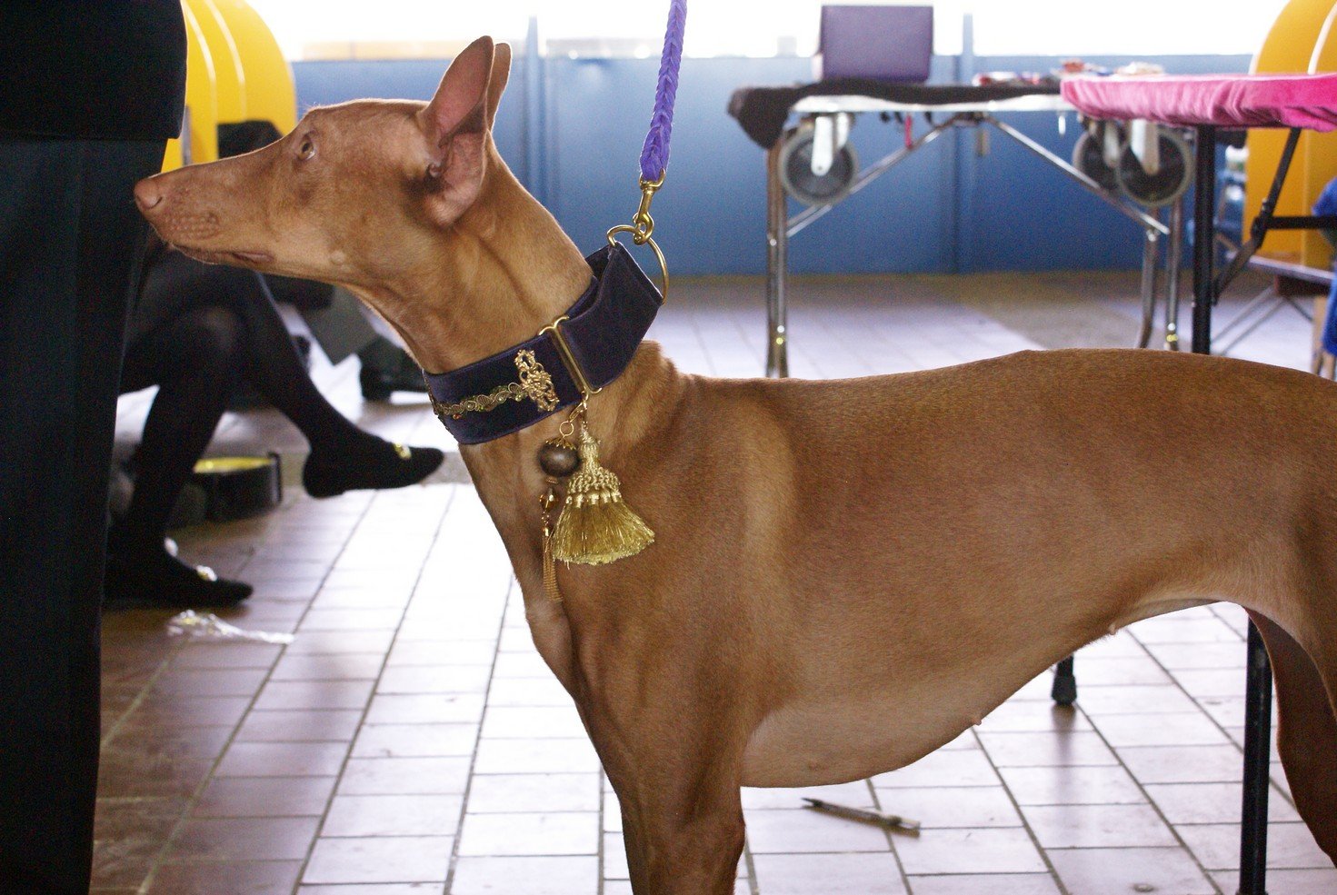 Pharaoh Hound: The Regal Hunters (image credits: wikimedia)
