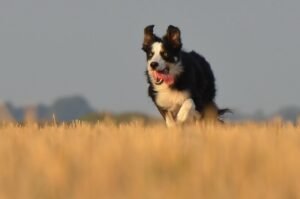 Border Collie: The Marathon Sprinter