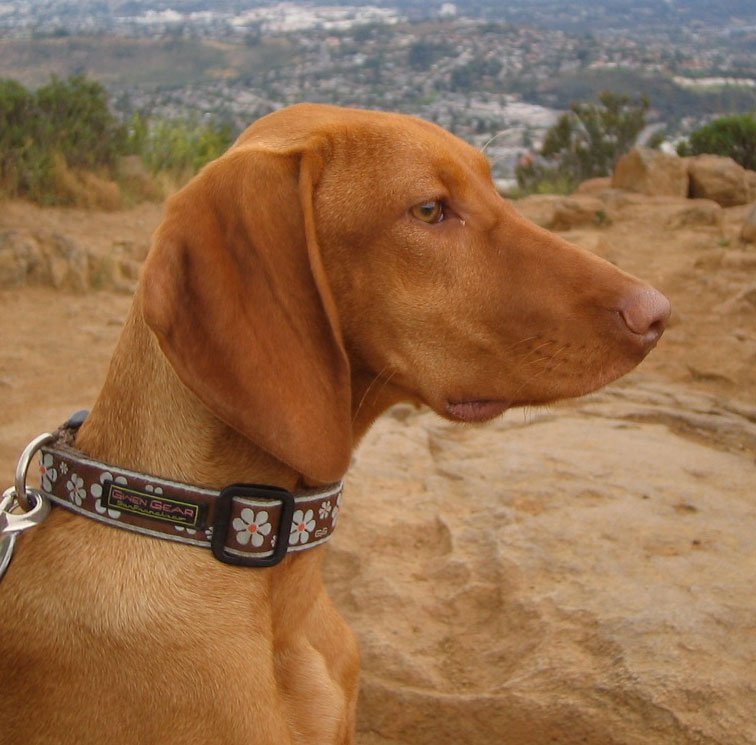 Vizsla: The Hungarian Dynamo (image credits: wikimedia)