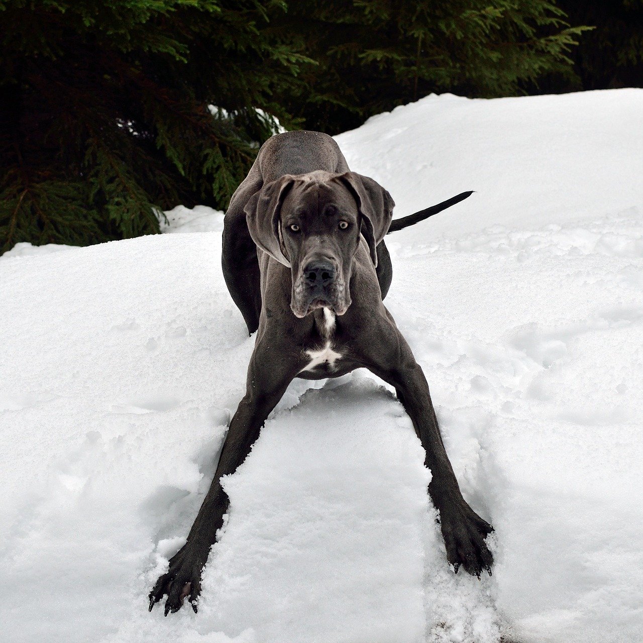 Great Dane: The Majestic Charmer (image credits: pixabay)