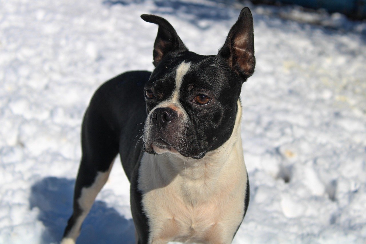 Boston Terrier: The Gentle Gentleman (image credits: pixabay)
