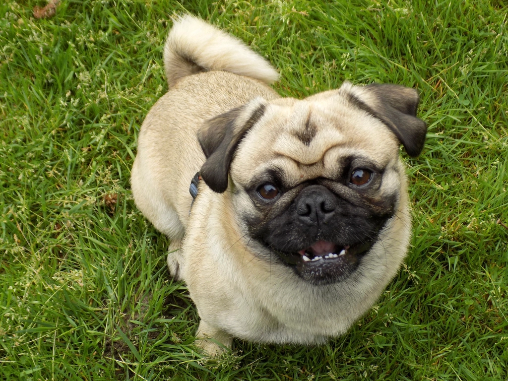 Pug: The Comical Love Bug (image credits: rawpixel)