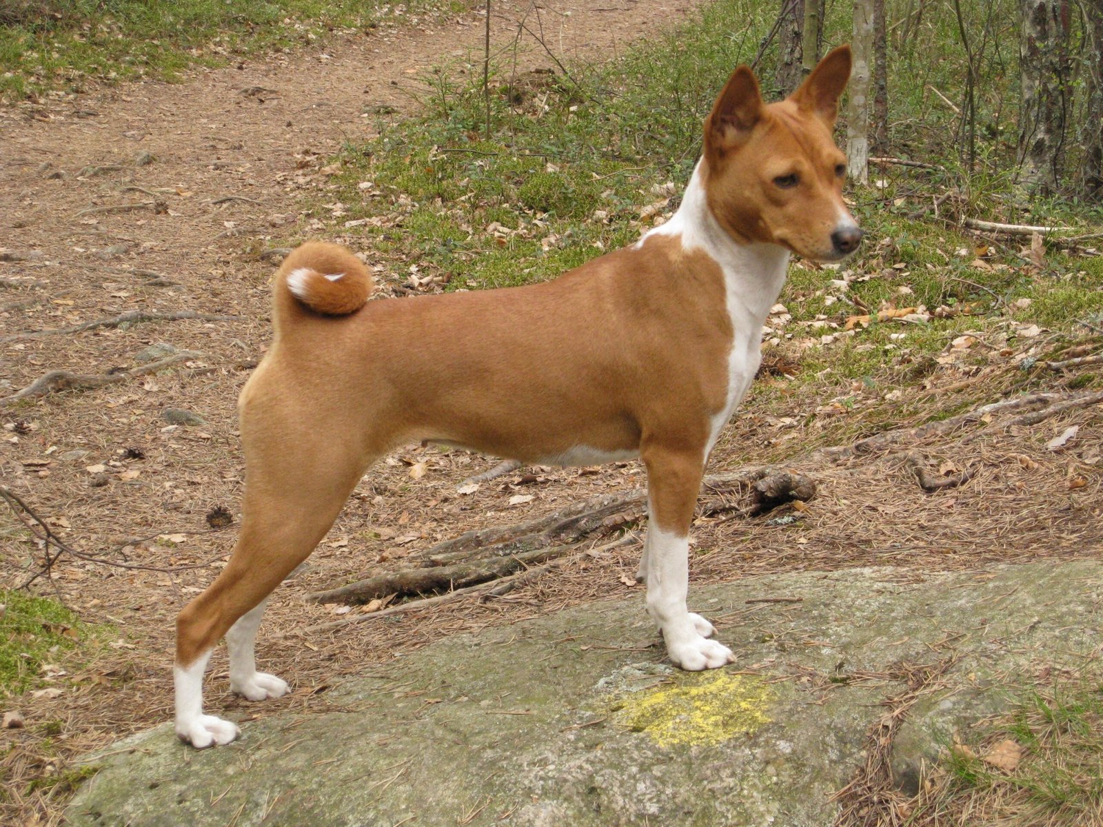 Basenji: The Barkless Rebel (image credits: wikimedia)